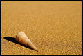 Washed Ashore