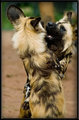 Fighting - African Painted Dogs