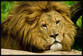 The King