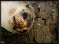 Baby Seal