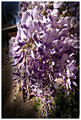 Wisteria