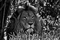 King of the Jungle