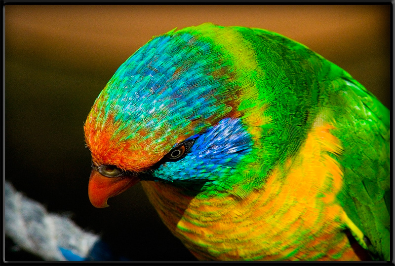 Rosella