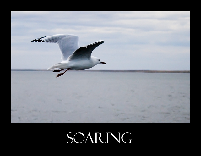 Soaring