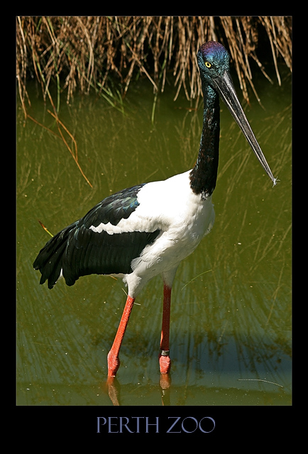 Black Necked Stork