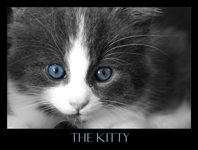 The Kitty