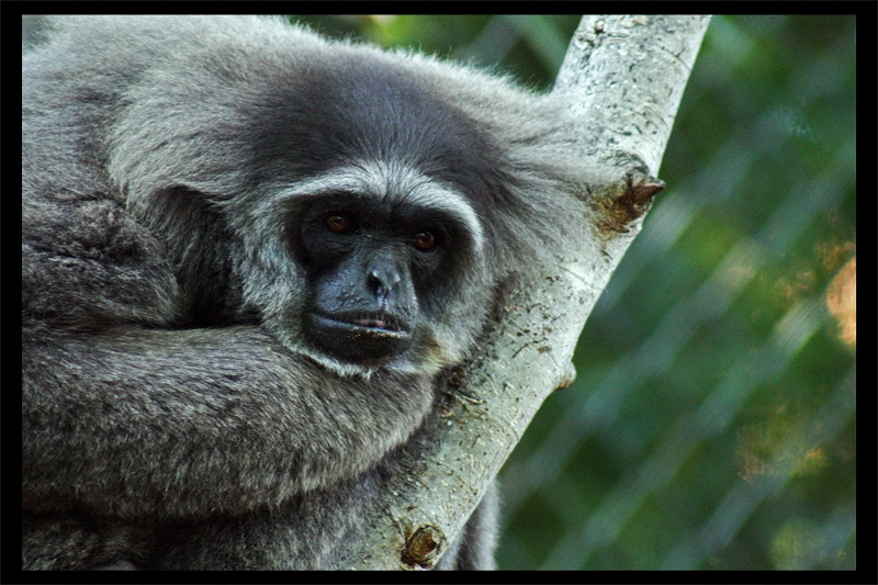 Silvery Gibbon