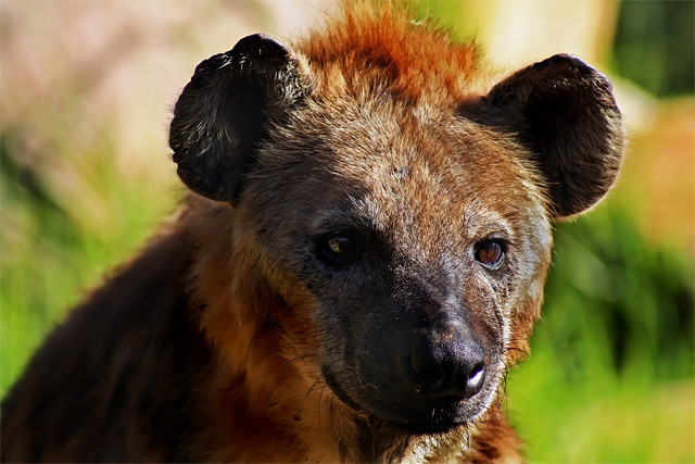 Hungry Hyena