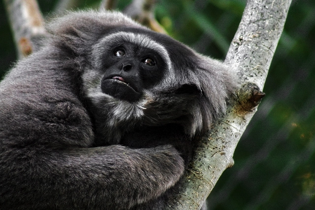 Silvery Gibbon