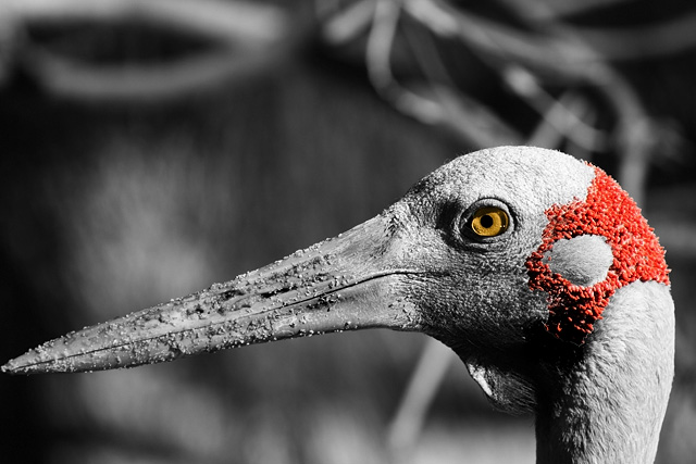The Brolga