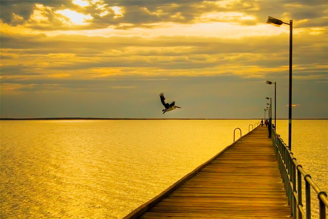 Pelican