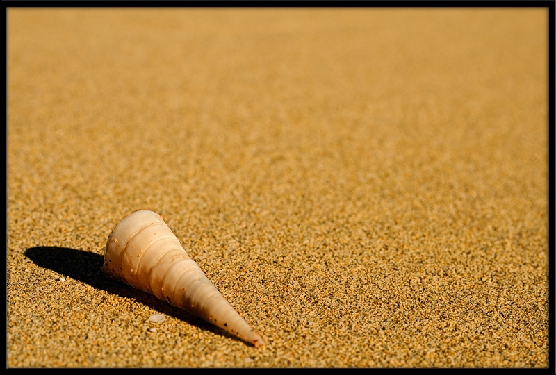 Washed Ashore