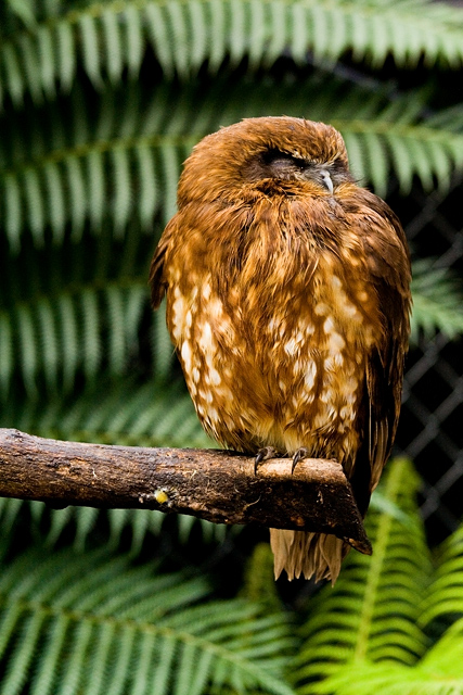 Cozy Perch
