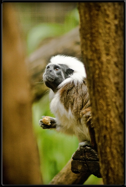 Cotton Top Tamarin