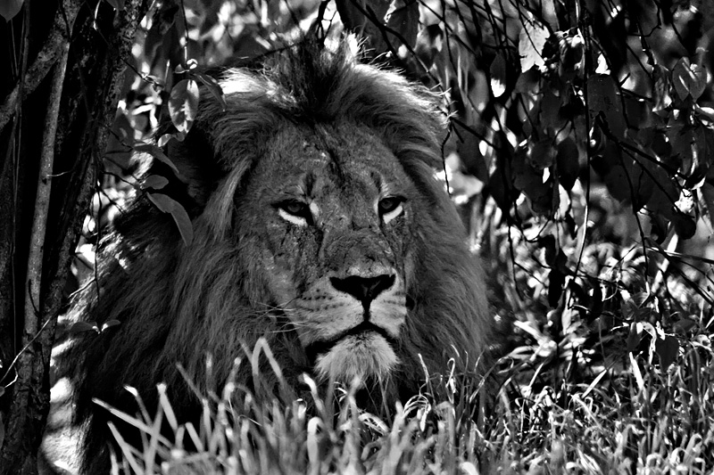 King of the Jungle