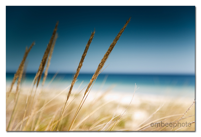 Sea Grass