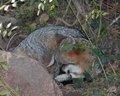 Sleeping Fox