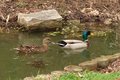 Ducks I