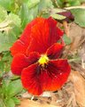 Glass Flower