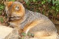 Fox I