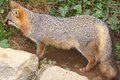 Fox III