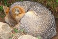 Fox V