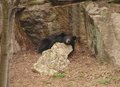 The New Maymont Bear