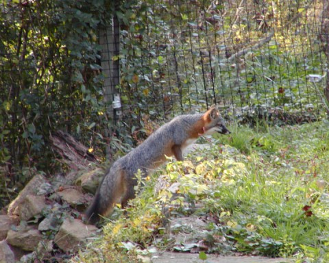 Foxy