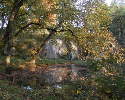 Bear Habitat