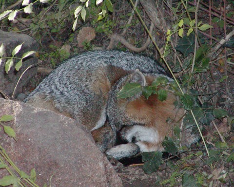 Sleeping Fox