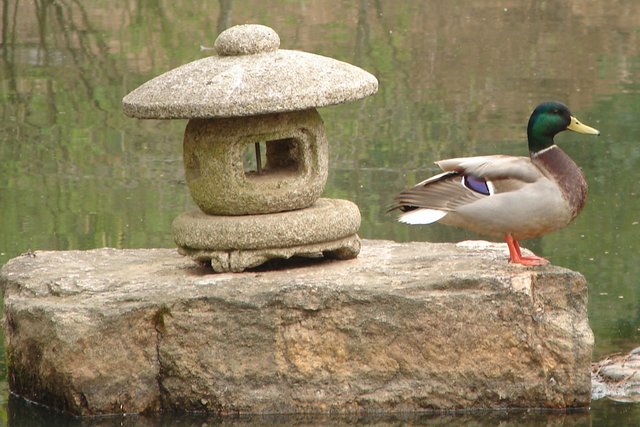 Ducks