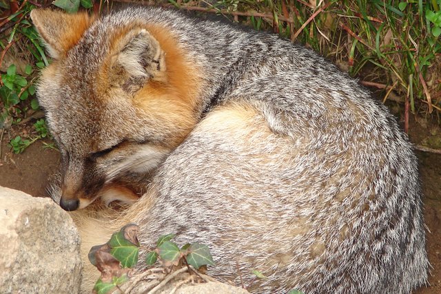 Fox IV