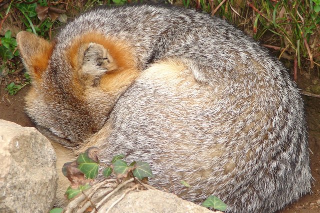 Fox V