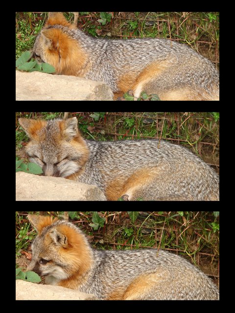 Should I Wake