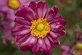 Flower1