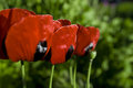 Poppies I Think