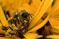 Honey Bee 2