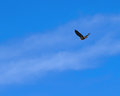 The Wild Blue