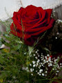 To My Love