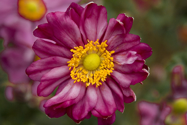Flower1