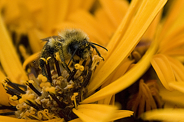 Honey Bee 2