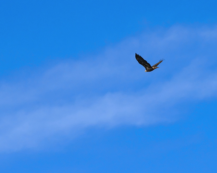 The Wild Blue