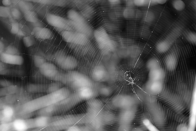 Spider