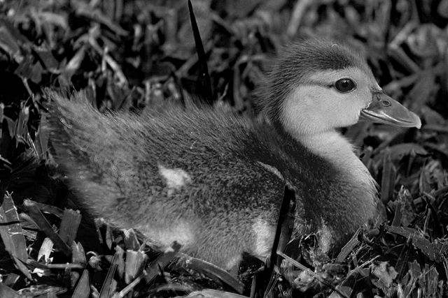 Duckling
