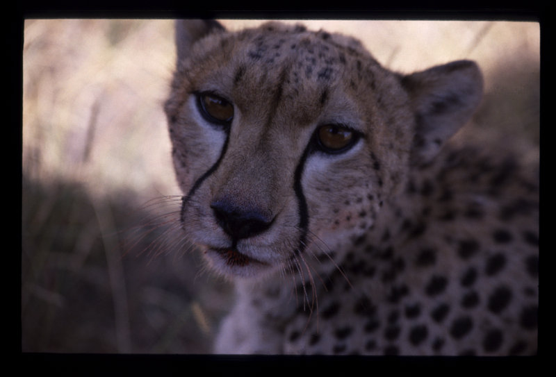 Cheetah