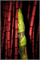Bamboo Shoot.jpg