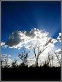 Backlit-Trees-2296.jpg