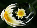Flower Power 6727.jpg