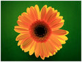Burst-of-Gerbera--4337.jpg