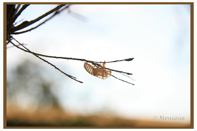 cicada01a.jpg